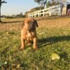 Boerboel puppies